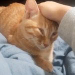 [댓글부탁해] 고양이 이렇게 하는거 <b>학대</b>야?