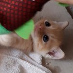 [드루와] 울냥이 외모 <b>갭</b>차이봐