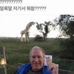 서양 아저씨 <b>뒤</b>에 기린 목에 매달린 얼룩말이 <b>풀</b> 뜯어 먹는 사진