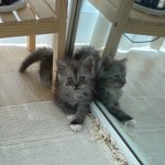 [고양이] 우리 고양이 먼지 휴지  (1)