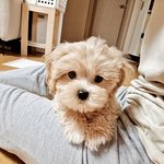 강아지 <b>무선</b> 급수기 추천 부탁려요