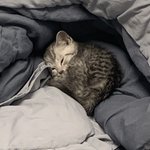 [고양이] 고양이 어릴때랑 <b>딴판</b>이라는 글 올린 사람입니다..