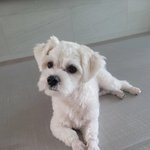 엔하이픈 <b>정원</b> 성훈 제이크 니키와 그들의 강아지들