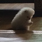 <b>심즈</b> 업뎃하고 나서 버그 걸림ㅅㅂ