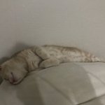 [고양이] 우리집 <b>인절미</b> 구경하고 가세요 :)