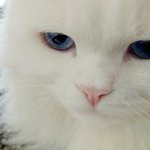 파란눈 <b>흰색</b>