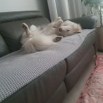 [이것좀봐줘] 마늘밭출신강쥐 더 자랑하려구