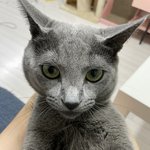 우리집 <b>미묘</b>