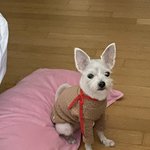 [드루와] 우리 강아지 공주님이라 <b>바닥</b>에 절대 안앉음