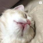 우리집 <b>인절미</b> 구경하고 가세요 :) 2탄