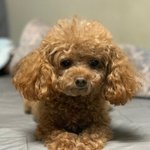 [강아지사랑] 귀엽고 사랑스러운 우리집 강아지(<b>커피</b>)보고갈래 ?