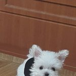 [이것좀봐줘] 우리 댕댕이도 <b>자랑</b>하고 싶어요~