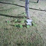 [댓글부탁] 한 반려견주의 똥<b>수집</b>