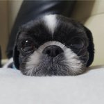 [강아지] 우리집 멍뭉이 봐줘