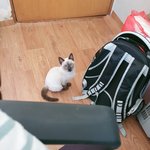 [고양이] <b>울</b> <b>집</b>에 새로운 냥이가 왔어요