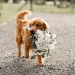 빛나는 일생 중 더욱 찬란한 '웨딩'