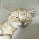 우리집 <b>인절미</b> 구경하고 가세요 :) 4탄