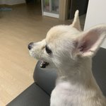 <b>울</b><b>집</b>강아지보구화푸세여~~