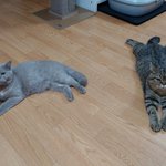 [고양이] 양이들 <b>성격차이</b>~