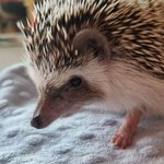 [TXT] 수비니 오디 <b>발톱</b>도 잘라주나