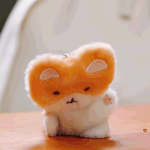 [백현] 백현이씨 터래기.<b>gif</b>