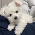 [강아지사랑] (안보면후회)귀여운 저희집 강아지 자랑할게요 ㅎㅎ