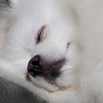 울 집 강쥐 기<b>엽지</b>