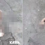 서울 서대문과 강남역서 고양이 훼손 <b>사체</b> 잇따라 발견