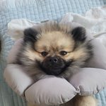 [강아지] 너구리 <b>포메</b> 2탄 근황입니다