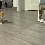 생일이라고 <b>롯월</b> 가는애가 있네..