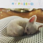 사촌언니네 강아지 한 달 동안 맡아서 봤었거든?