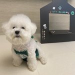 [이것좀봐줘] <b>천둥</b>번개 심하게 무서워하는 강아지 잇나요 ?