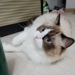 [고양이] 울 막둥이 입니당