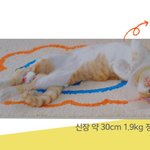 [고양이] 개랑 고양이랑 잘 지낼 수 있을까? 했는데 잘지낸다!