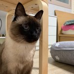 우리집 개냥이 호야 보고가