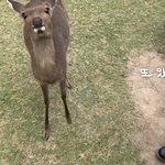 일본 <b>사슴</b>마을