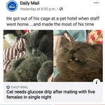 호텔에서 돌아온 후 실신한 냥이