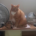 후배가 키우는 <b>딱지</b>고양이