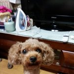 <b>갈색</b>푸들 )가족같은 아이를 잃어버렸어요 도와주세요..ㅠ
