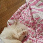 [이것좀봐줘] 우리 댕댕이도 자랑하고 싶어요~(2탄)