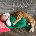 육아 마스터 한 <b>전설</b>의 고양이