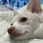 [NCT칠프] 아니__ <b>실화</b>냐 ㅋ?