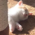 나 중학생인데 영어를 넘 못해
