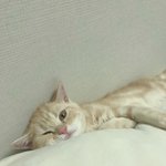 우리집 <b>인절미</b> 구경하고 가세요 :) 5탄