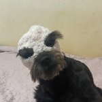 [모두드루와] 누가 양말로 강아지 복면 만든댔어