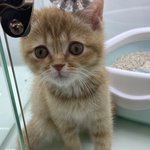 고양이 이름 추천 좀