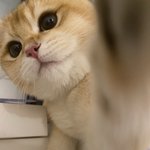 [이것좀봐줘] 땡글땡글 아주 귀여운 냐옹이에요!!