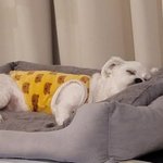 [엔하이픈] 양마음 <b>곰돌이</b>옷 개귀여어 ㅋㅋㅋ