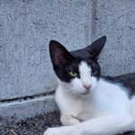 [고양이] 냥글냥글
