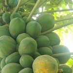 [이것좀봐줘] 친구가 보내준 <b>과일나무</b> 사진입니다